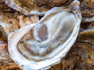 OSTRA RIZADA GALLEGA
