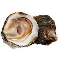 OSTRA GALLEGA PLANA FARIÑA